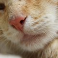 猫が『鼻血』を出したら危険？考えられる6つの原因とそれぞれの対処法