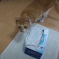 諦めない猫ちゃん！ティッシュ箱の中にはお宝が？！