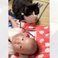 赤ちゃんと初対面した猫→近くでそっと見守っていたら…赤ちゃんの『予想外…