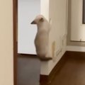 1匹の子猫が壁を登り始めると、ほかの子猫たちも続々と集まってきて……