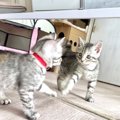 子猫が『生まれて初めて鏡と対面』した結果…『100点満点』のリアクシ…