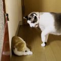 子猫とどうしても仲良くなりたい先輩猫…『さり気なく使った作戦』が可…