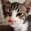 真夏のアスファルトで『虫の息だった子猫』が、現在…見違えるビフォーアフ…