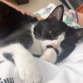 「羨ましすぎる」片時も離れたくない超甘えん坊な猫→『1日の様子』を…