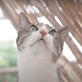 あるある、わかる♡が詰まった猫ちゃんの日常エピソード集