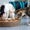猫にも『知育トイ』はおすすめ！ひとり遊びや留守番時にも役立つ遊ば…