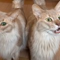 焼き肉を食べて帰ってきたら、『２匹の猫』が……かわいすぎる表情と『…