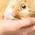ママが猫のことを『抱っこ』したら…まさかすぎる『拒否の仕方』が337万再…