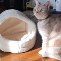 体が成長して小さくなったベッド！果たして猫ちゃんは入れるのか！？