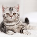 猫がいる部屋によくある『落とし物』4選　歯や爪…見つけたら大切に取…