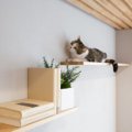 ねこも人も心地よく安心安全に過ごす、家族みんなのためのお部屋作り…