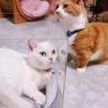 透明な箱に興味津々な猫さんたち！