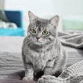 猫が『寝室』に入りたがる理由4つ！必要な安全対策や環境づくりとは