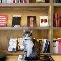 図書館で人気のマスコットは「ロボット猫」不安や孤独感の解消にも一役　…