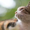 猫が『考えごと』をするのはどんな時？５つのシーン