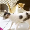 保護から2か月が経った『警戒心の強い子猫』→先住猫との対面で攻撃を繰り…