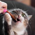 猫に『おやつ』を与えるのに適切なタイミング4つ　量や頻度の目安から注意…