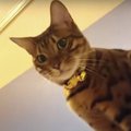 にゃ〜〜！大きな声でお返事する甘えん坊猫くん♪