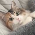 枕を支えに毛づくろいしていた猫→『毛布』をかけてみると…まさかの光景が1…