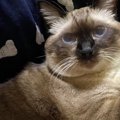 久しぶりに帰ってきた『大好きな娘』に抱っこされると…『猫が見せた表情』…