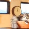 猫の『被毛の種類』は長短だけじゃない！4つの被毛タイプと代表的な猫種