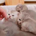 飼い主が帰宅すると…『抱っこの順番待ちをする子猫たち』がかわいすぎ…