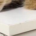 外の空気を『ウキウキで楽しんでいた猫』→雨で窓を閉められた結果…明らか…
