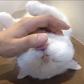 【たまらん】あごの下を撫でられてとろけちゃう猫ちゃん