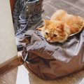 猫が『人の持ち物』に執着する理由4つ　スリスリしたがる理由や止めさせた…