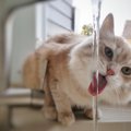 猫に『ミネラルウォーター』を与えちゃダメな理由3つ！飲んでもOKな水…