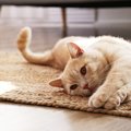 猫の『平均寿命』ってどのくらい？健康に長生きするための3つの秘訣！