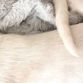 飼い主『もう芸術作品』→スヤスヤと眠っていた子猫たち…驚きの寝姿に「何…