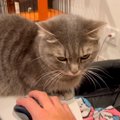 パパがPCで作業しようとしたら、そばで見ていた愛猫が何度も…『まさかの理…