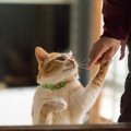 猫が「ちょいちょい」と前足で触ってくる2つの意味