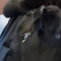 親戚の家に遊びに行ったら、2匹の猫が近づいてきて…想像以上の『熱烈歓迎…