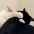 高級枕が大好きな2匹の猫→1匹がくつろいでいると…笑ってしまう『激しい攻…