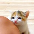 保護された子猫たち→１匹が膝にくっついてきて…思わず悶絶してしまうほど…