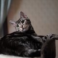 猫が飼い主に望んでいる４つのこと