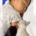 子猫と赤ちゃんの寝姿を撮っていたら…完全に予想外な『まさかの展開』…