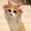 立ち上がる『赤ちゃんネコ』→前足を上げたと思ったら…あまりにも&quot…