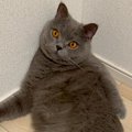 AIで猫を擬人化→可愛くなると思ったら…想定と違いすぎる『衝撃の結果…