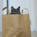 猫が『袋の中に入ろうとする』理由4つ　虜になるワケから遊ばせるときの注…
