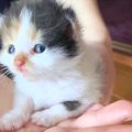 「母性が芽生えそう…」小さな子猫に弟が大興奮！メロメロになって可愛…