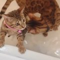 水に慣れよう！子猫たちの反応は？