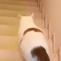 出張から帰ったパパを真っ先に出迎えた猫→足に抱きついて甘えていると…『…
