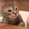 『えっ！そんなのあり？』先を越されて唖然とする猫ちゃん