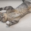 猫ちゃんが生み出した、遊びながら涼む画期的な方法？