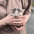 手の届かない下水管の中で『3日間鳴き続けていた子猫』→保護から4か月…現…