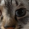 目を大きく見開く猫→『鼻先』をよく見ると、何かがついていて…可愛す…