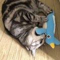 猫のストレス解消３つの方法